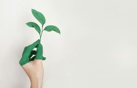 Linke Hand der Person, die Gr&uuml;ne Blatt-Pflanze h&auml;lt, &copy; Alena Koval_pexel.com