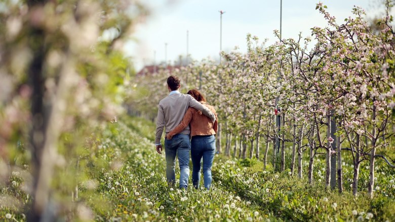 Weinfr&uuml;hling im Traisental, &copy; Mostviertel Tourismus/weinfranz.at