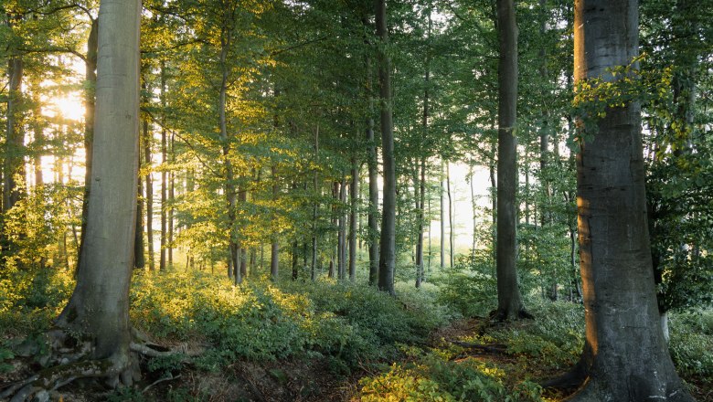 Erlebnis WienerWald, © Wienerwald Tourismus/Viktoria Hartmann