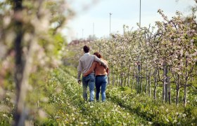 Weinfr&uuml;hling im Traisental, &copy; Mostviertel Tourismus/weinfranz.at